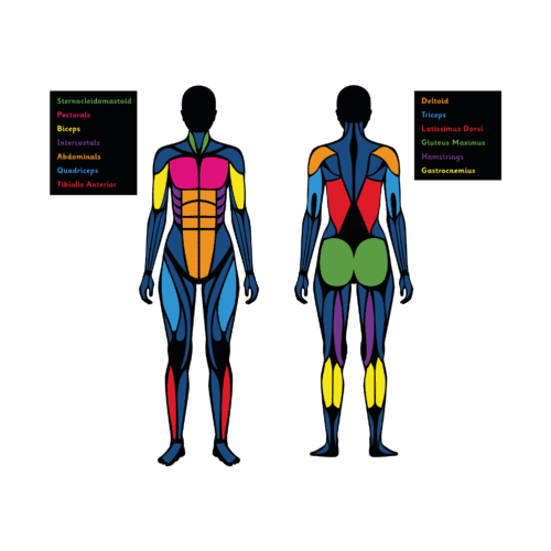 Playground-Marking-Muscular-System